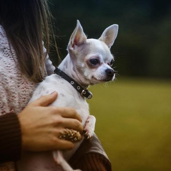 Chihuahua Fotografado no Colo da Dona 