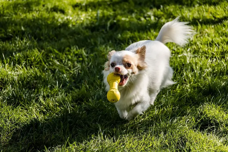 Chihuahua Saudável Brincando