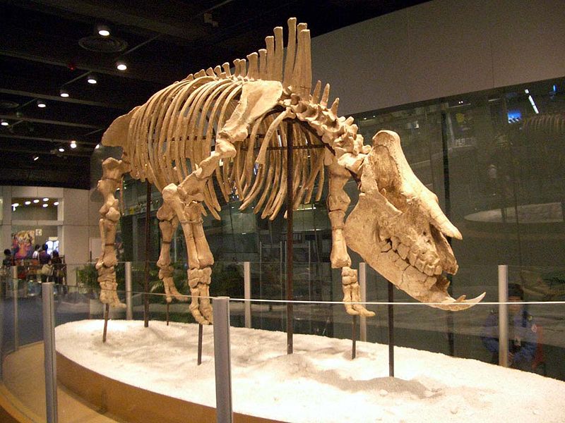 Chilotherium