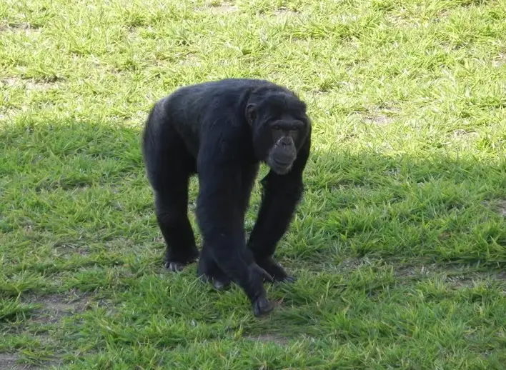 Chimpanzé Andando