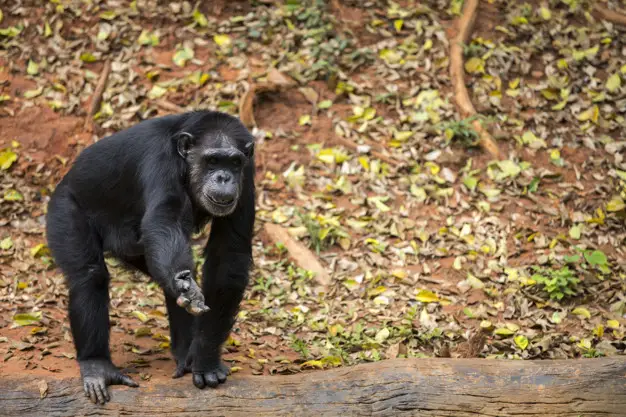 Chimpanzé Jovem