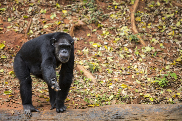 Chimpanzé Jovem