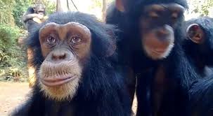 Chimpanzé com Bigode Branco