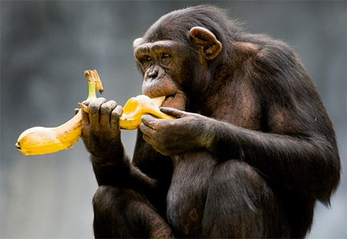 Chimpanzé se Alimentando