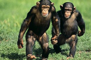 Chimpanzé Andando de Pé