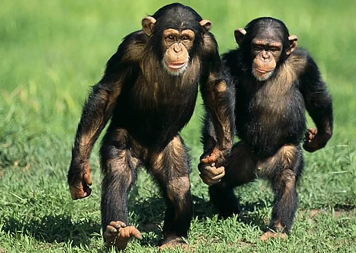 Chimpanzé Andando de Pé 