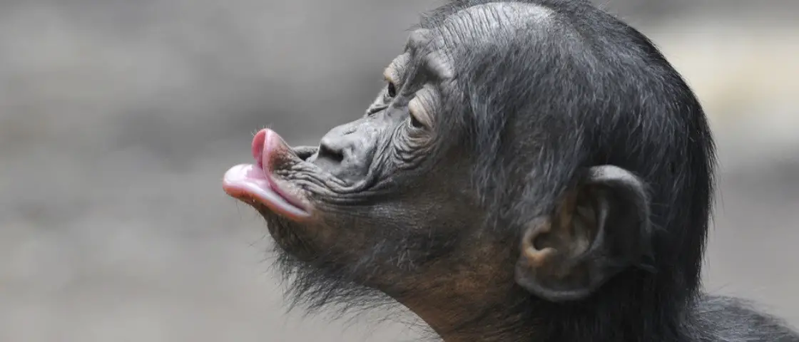Chimpanzé Bonobo Fazendo Biquinho 
