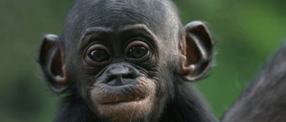 Chimpanzé-Comum: Características, Nome Cientifico e Fotos