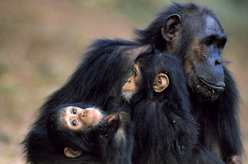 Chimpanzé Junto Com Filhotes