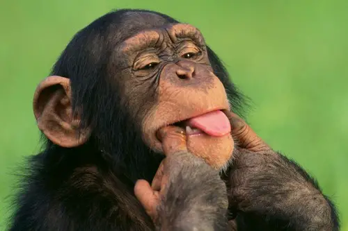 Chimpanzé Mostrando a Língua 