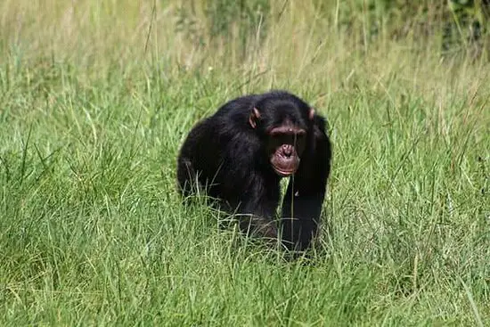 Chimpanzé Viajante Andando no Meio do Mato