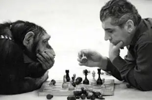 Chimpanzé e um Homem Jogando Xadrês