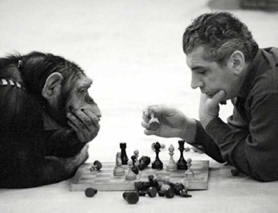 Chimpanzé e um Homem Jogando Xadrez