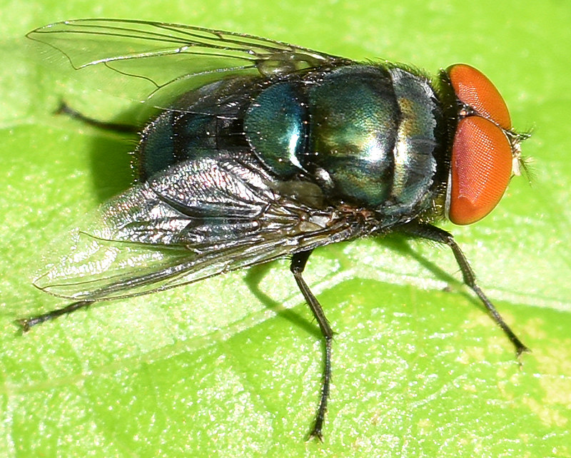 Chrysomya Megacephala