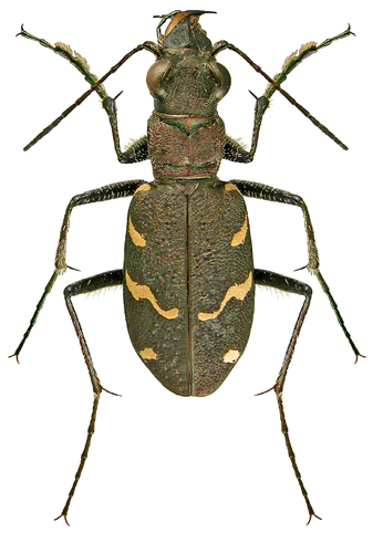 Cicindela