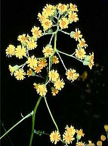 Cineraria Ambigua