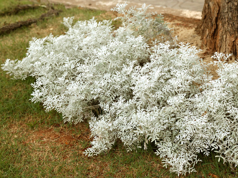 Cineraria Branca Como Cuidar: Passo a Passo com Fotos