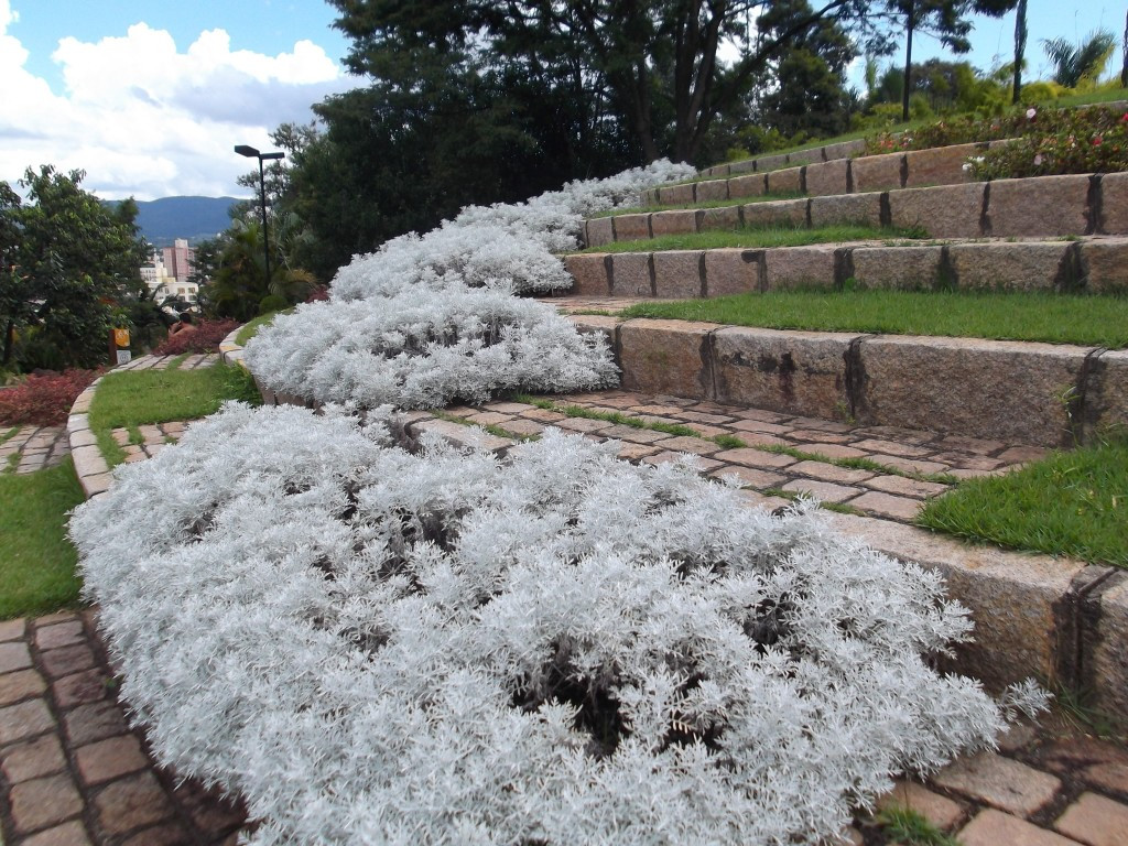 Cineraria Branca Podada