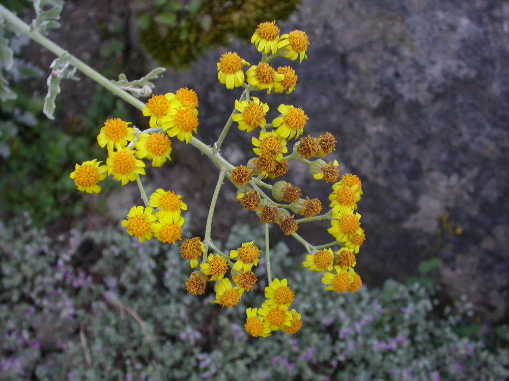 Cineraria Gibbosa