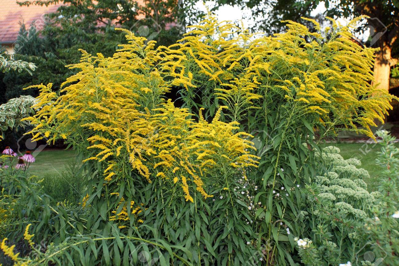 Cineraria Gigante