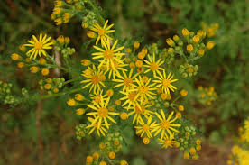 Cineraria Paludosa