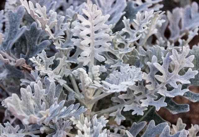 Cineraria Planta Medicinal: Benefícios e Propriedades Medicinais
