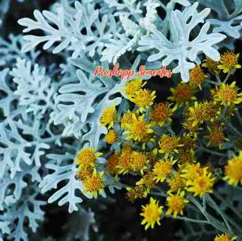 Cineraria vulgaris