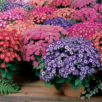 Como Fazer Transplante de Cineraria e Cuidados Apos Ele