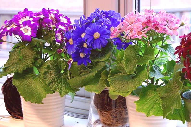 Cinerarias Transplantadas Para o Vaso