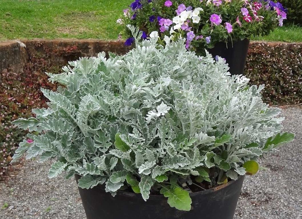 Cinerária Curiosidades e Fatos Interessantes Sobre a Planta