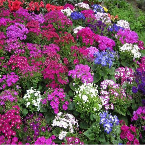 Cinerária dos Floristas no Jardim