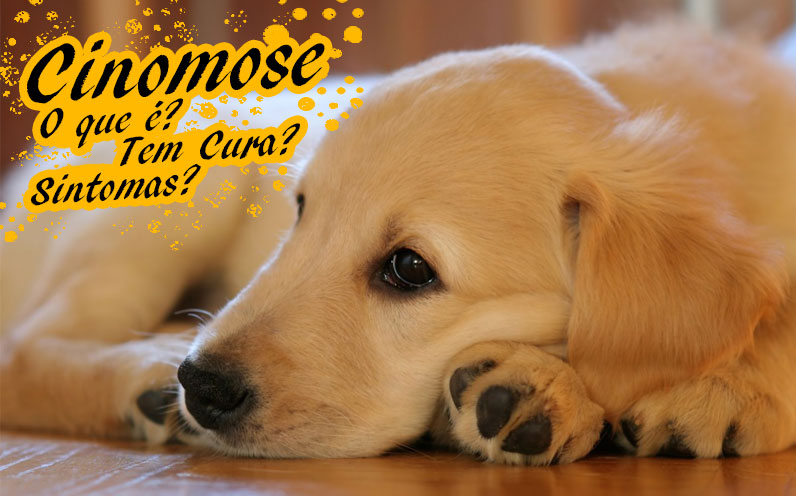Quais São os Primeiros Sintomas da Cinomose em Cachorros?