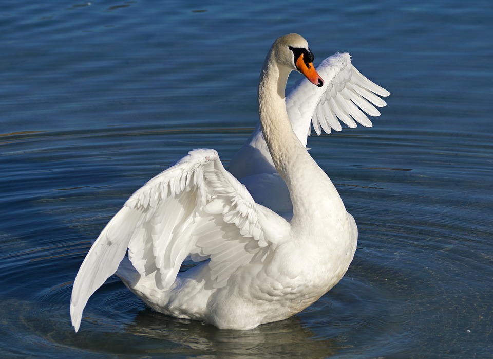 Cisne Branco