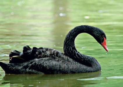 Cisne-Negro