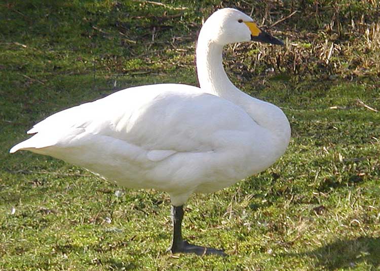 Cisne-Pequeno