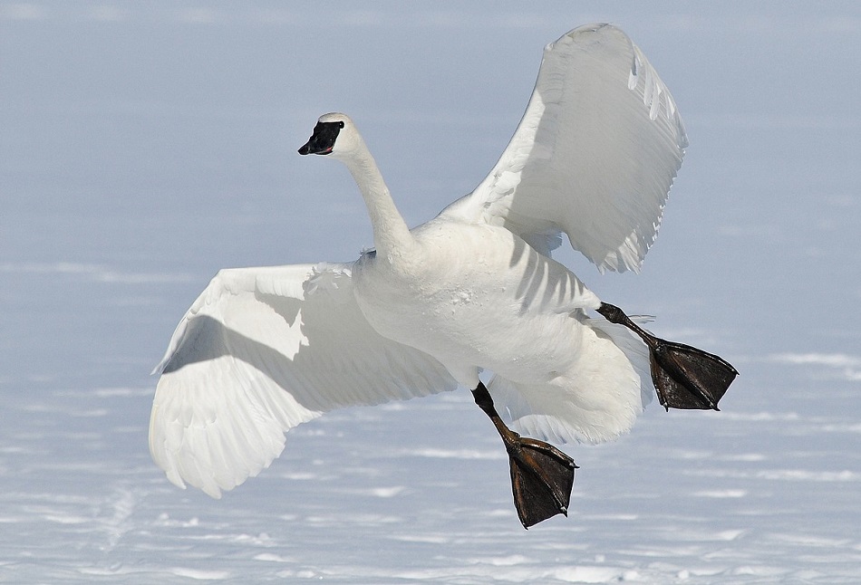 Cisne-Trombeteiro