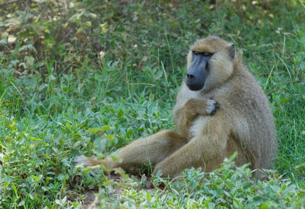 Classificação do Macaco