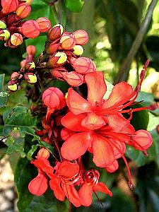 Clerodendro Vermelho, Rosa, Branco, Azul e Roxo Com Fotos