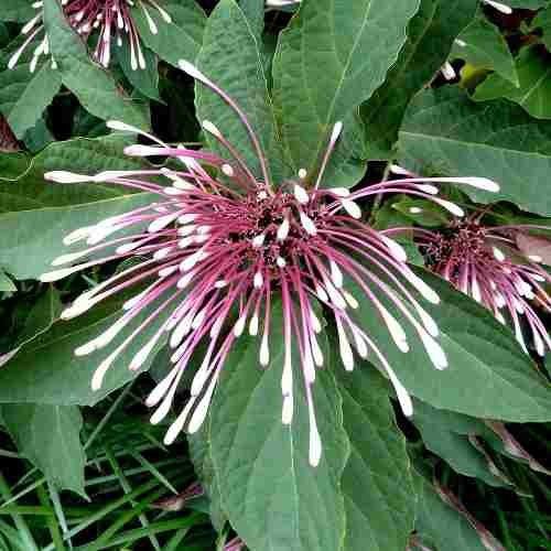 Clerodendro Cotonete: Características, Nome Científico E Fotos