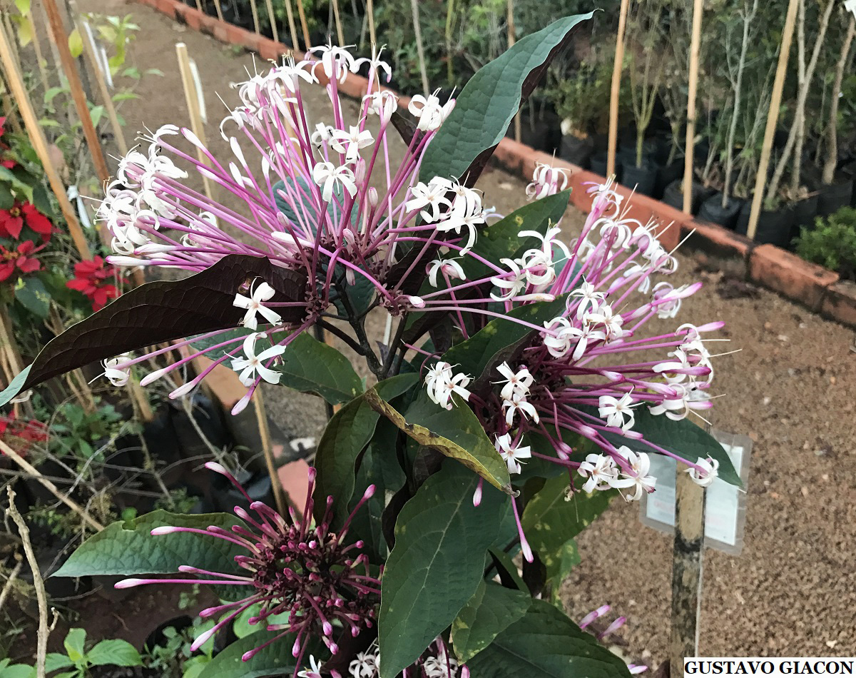 Clerodendro Cotonete no Vaso 