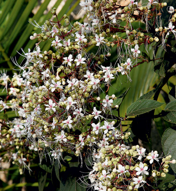 Clerodendro Perfumado: Características, Nome Científico e Fotos