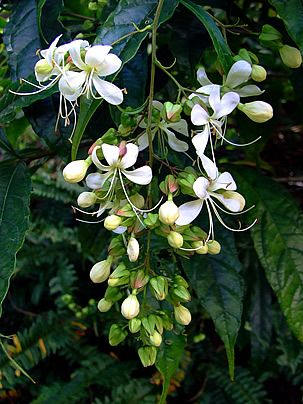 Clerodendro Wallichii