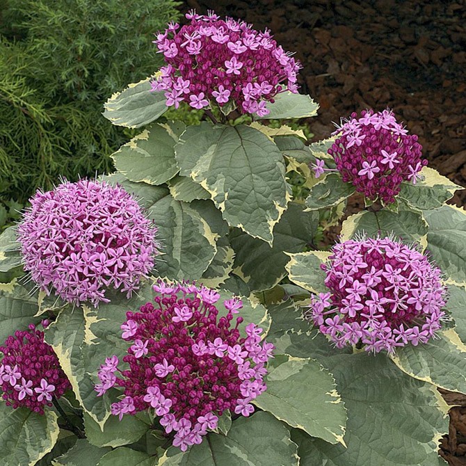 Clerodendrum Bungei