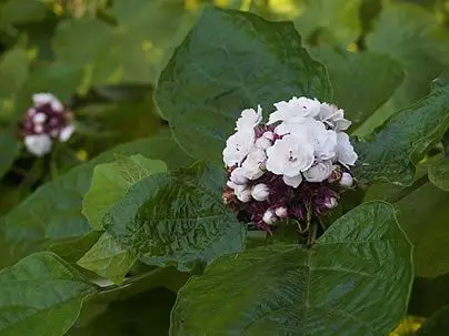 Clerodendrum Chinense
