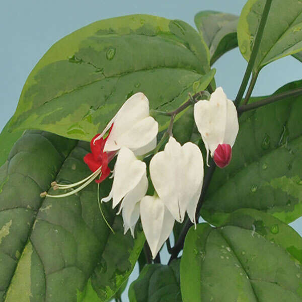 Clerodendrum Thomsoniae