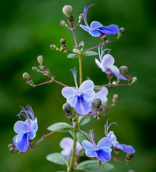 Clerodendrum Ugandense