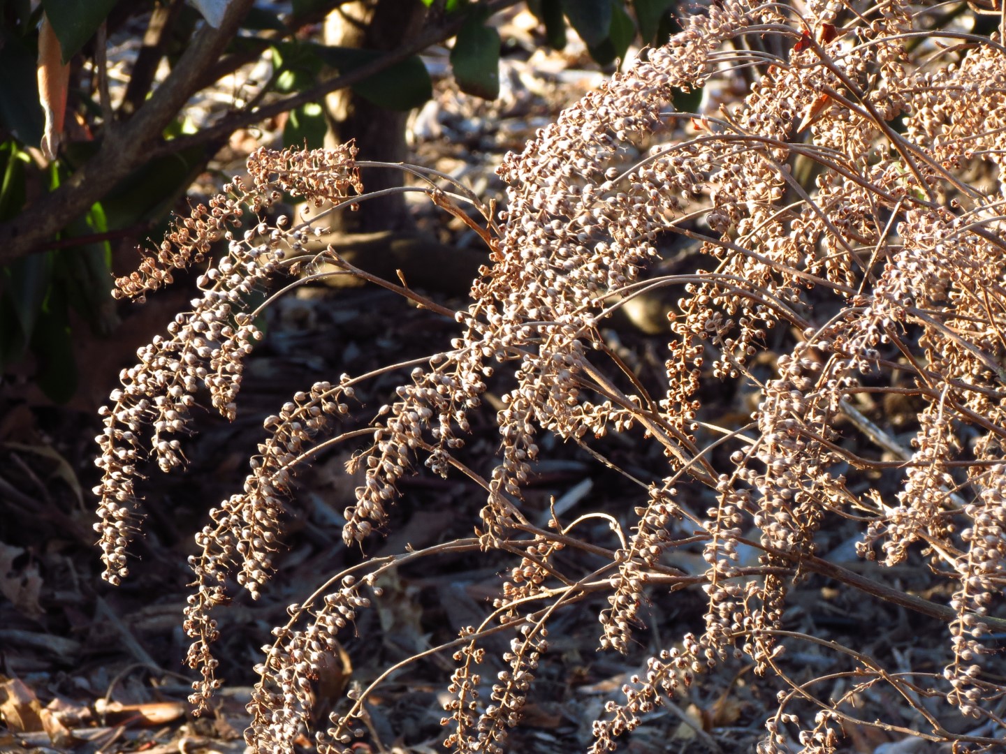 Sweetpepperbush Costeira: Curiosidades, História e Origem