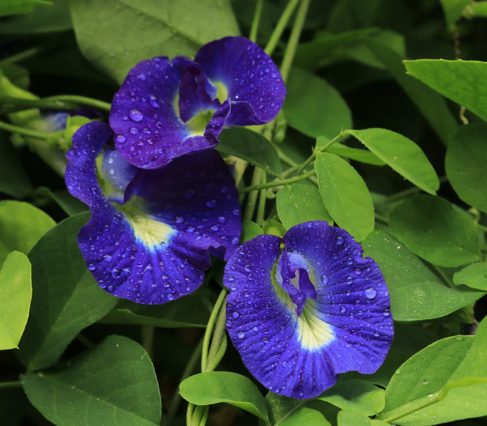 Clitoria Ternatea