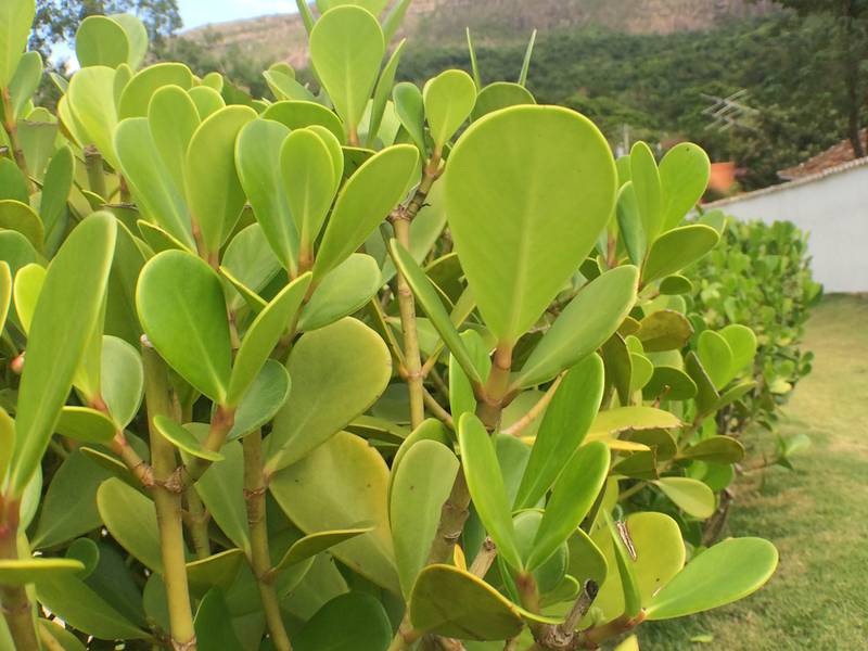 Clusia Planta: Preço, Mudas, Onde Encontrar e Como Conseguir