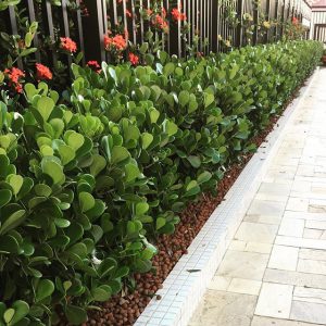 Clusia Planta Cerca Viva: Idéias, Fotos e Como Montar | Mundo Ecologia